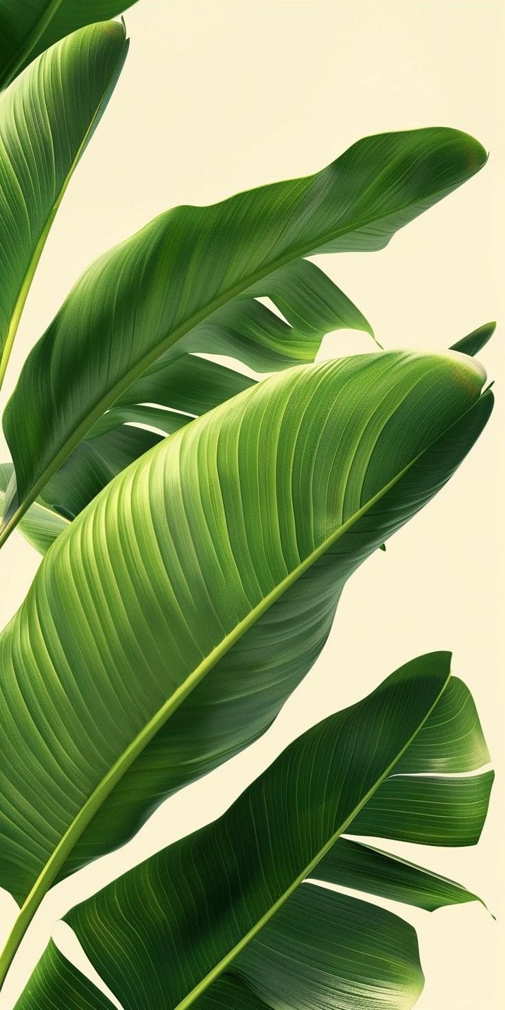 Faux Banana Palm Plant – Tall Artificial Greenery for Home & Office